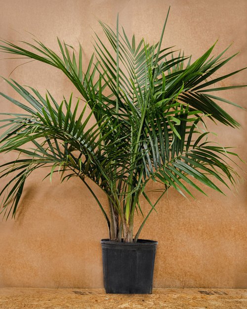 Majesty Palm