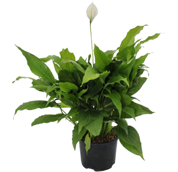 Spathiphyllum plant care