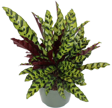 Calathea Lancifolia